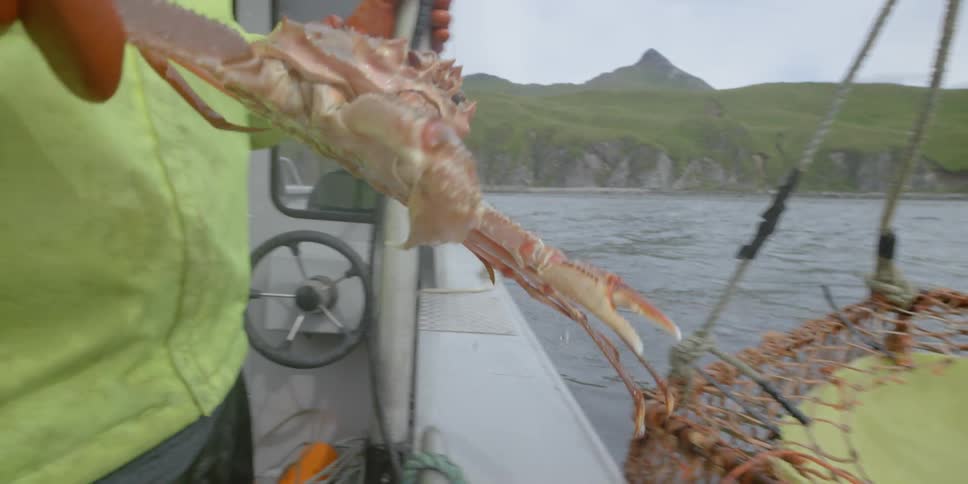 A fishing pot full of crabs