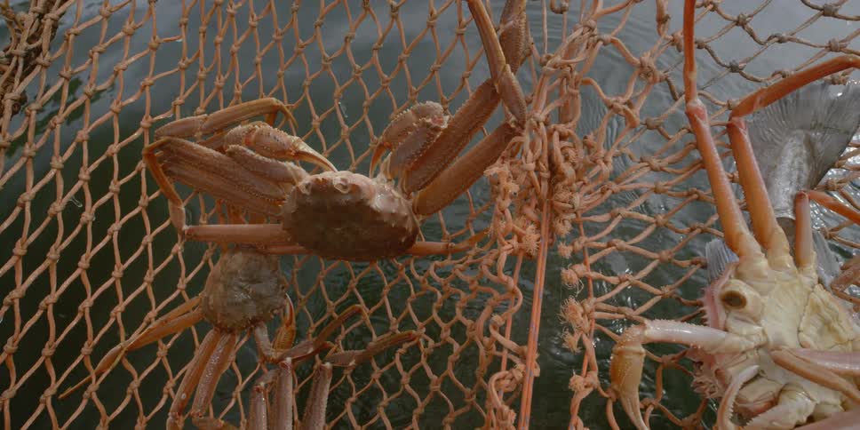 Crabs are caught in a fishing pot