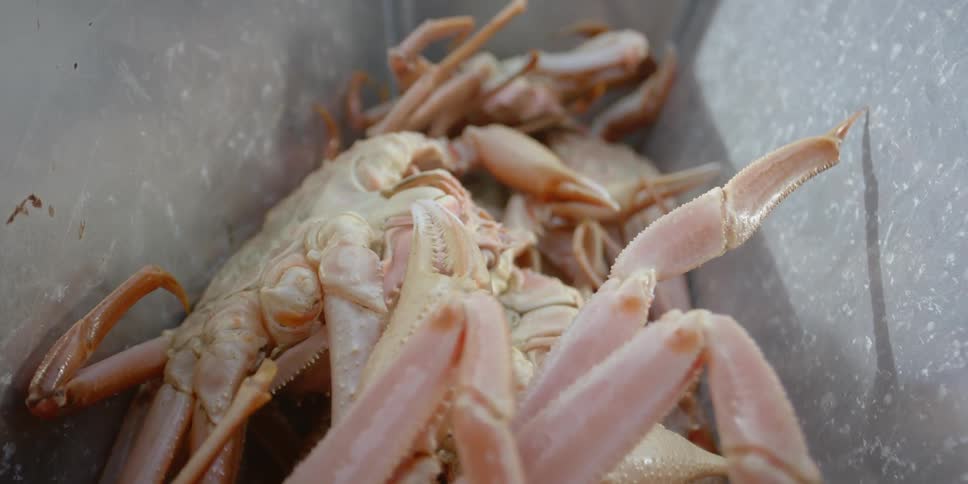 Crabs in a bucket