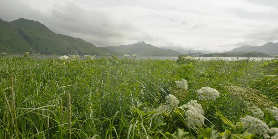 Grass blades and flowers swaying on a windy day with mountains in the distance