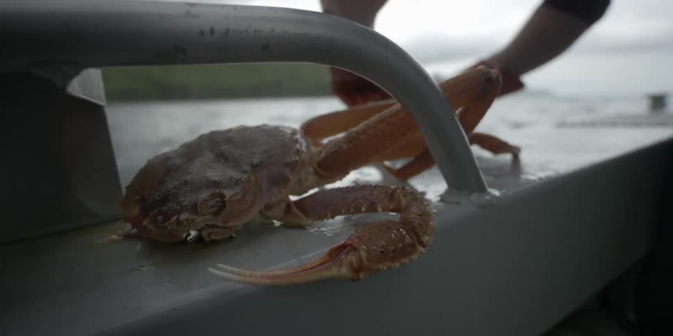A man catches crabs on a fishing boat
