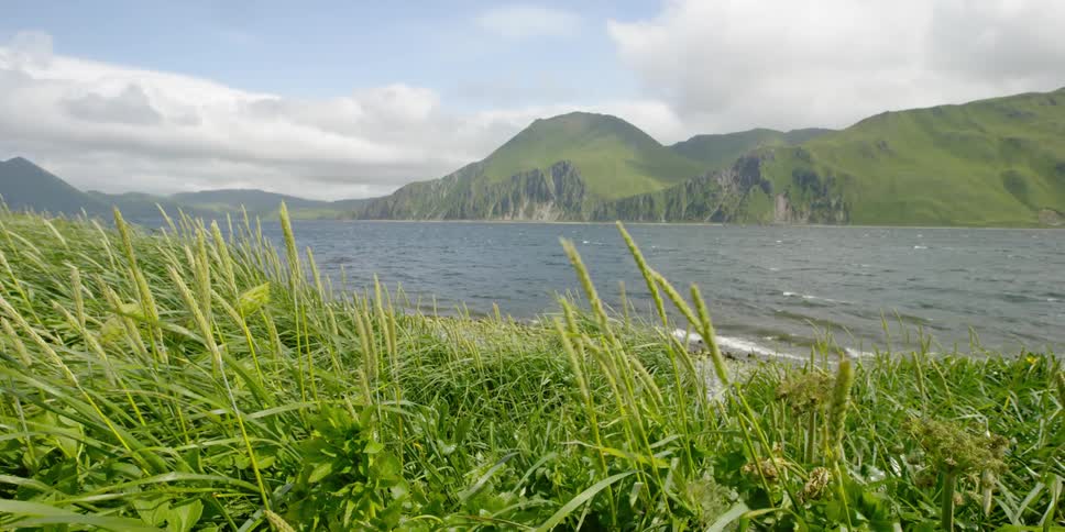 The wind is blowing the tall grass by the lake