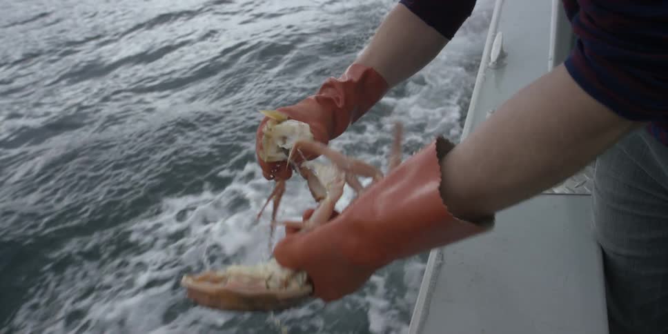 A fisherman is splitting a crab apart as he leans over the edge of a boat