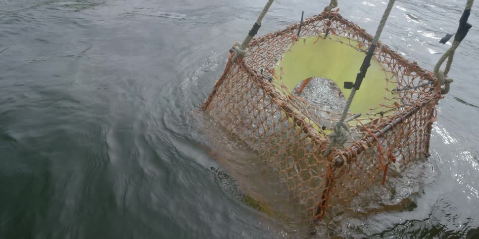 A fishing net being pulled up from the water