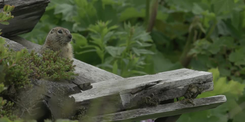 A ground squirrel sits on the edge of a plank