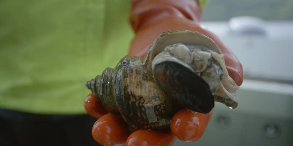 A person holds a wet snail shell