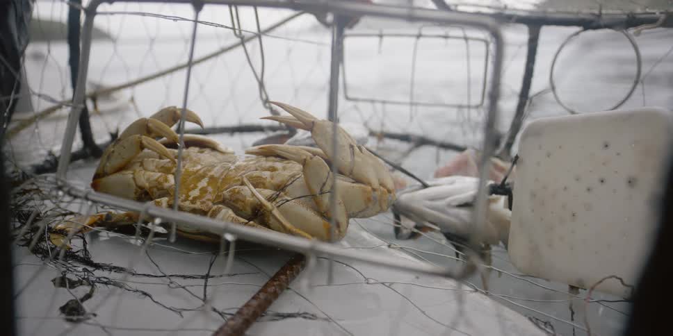 A crab trapped  in a pot on a boat