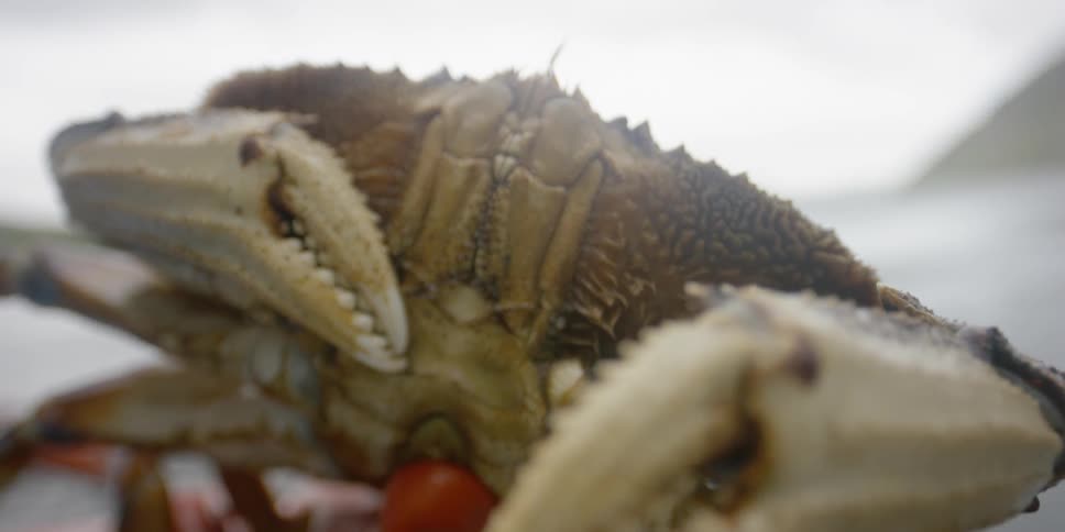A gloved hand is holding a live crab on a boat's deck