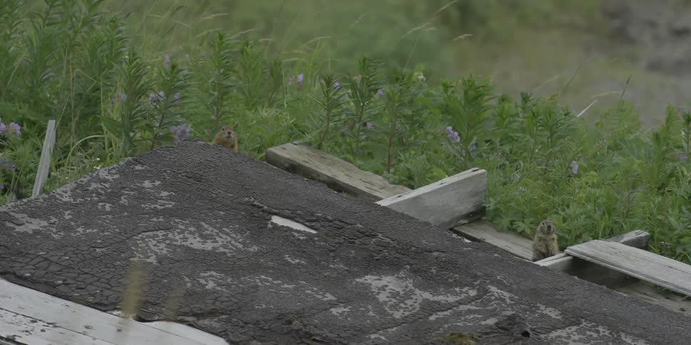 Ground squirrels peek over some rubble in a field