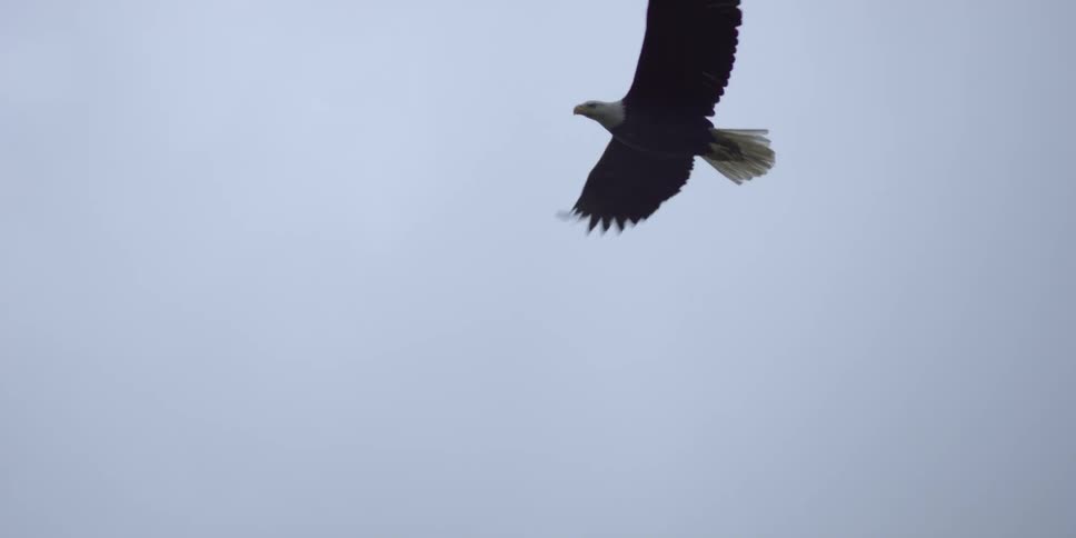 An eagle flies in the sky