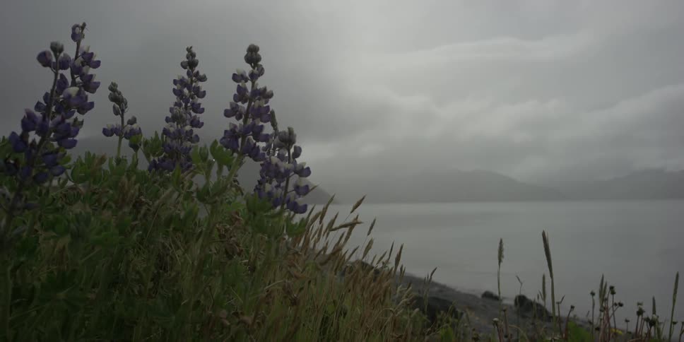 Flowers in a storm by the water