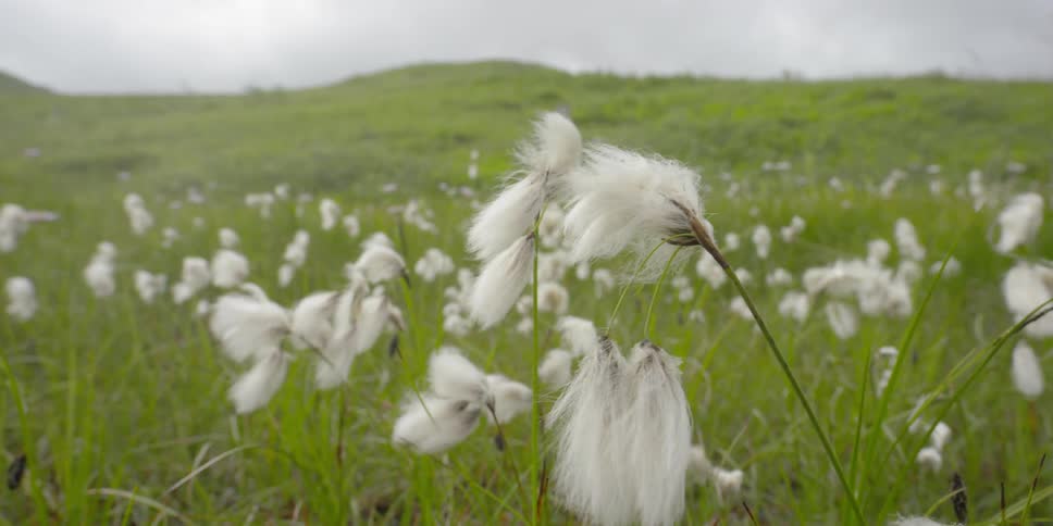 The wind is blowing the white flowers on the field