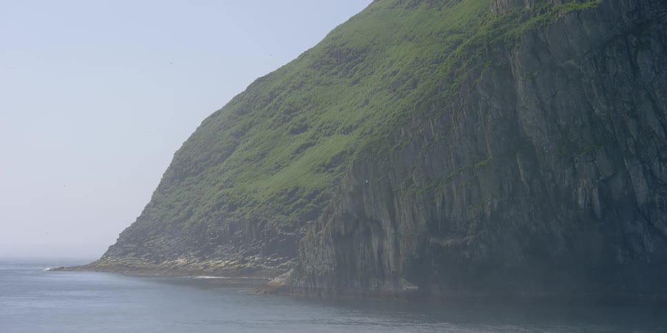 Birds fly in the air around coastal cliffs on a foggy day