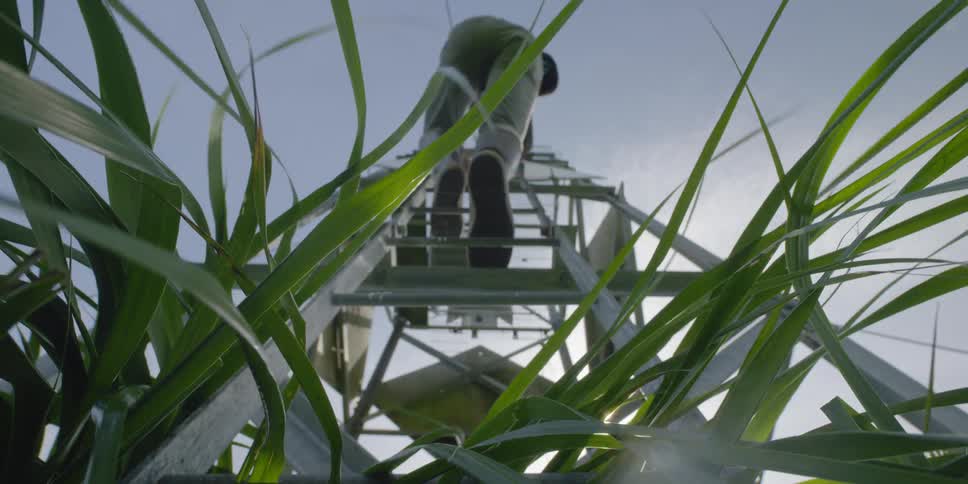 Person climbs from tall grass up a ladder