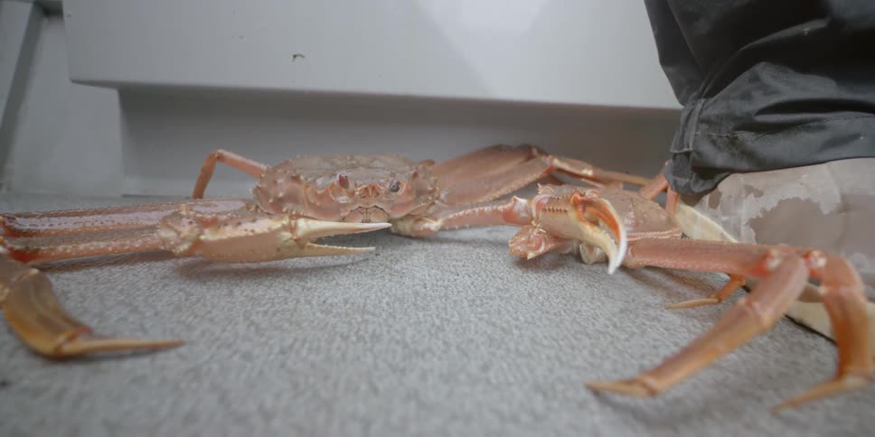 A crab is moving on the deck of a boat during the day