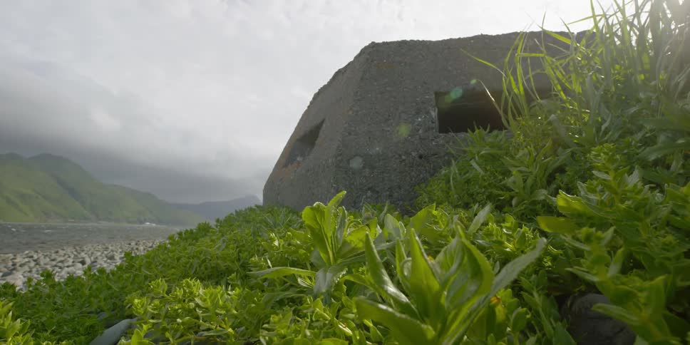 Wind blows through plant leaves on the shore by a bunker