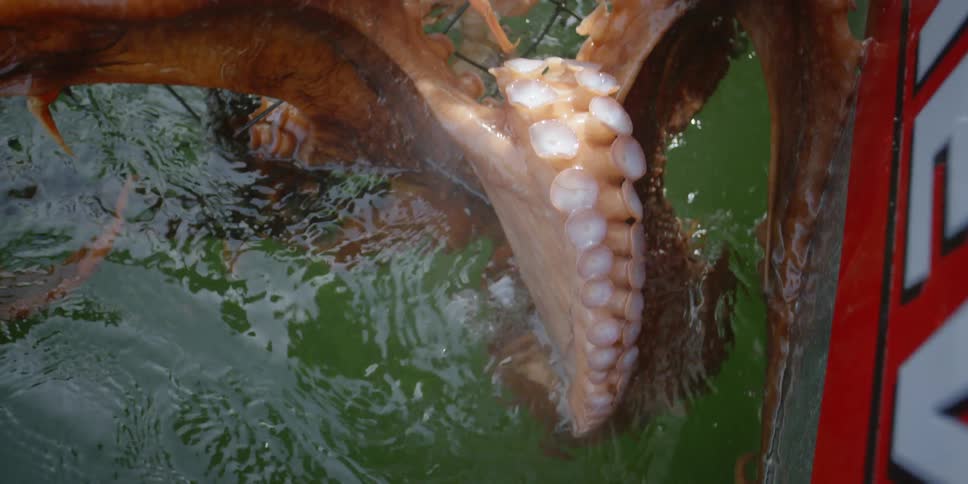 An octopus is moving around in a fishing pot
