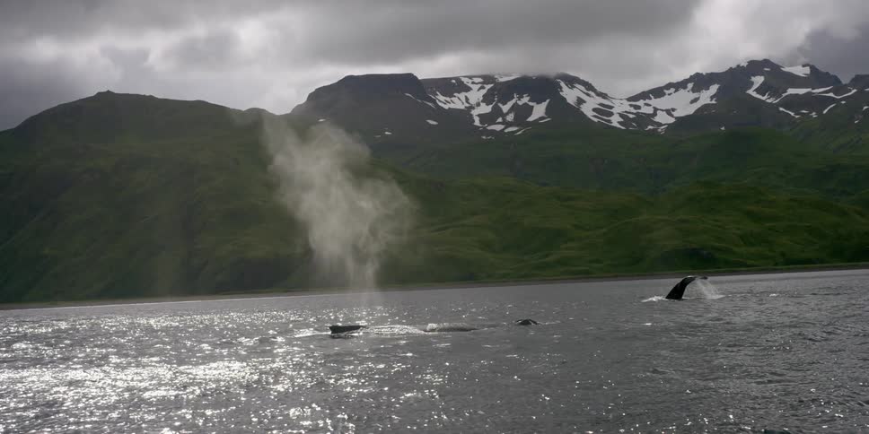 Whales swim just off the coast