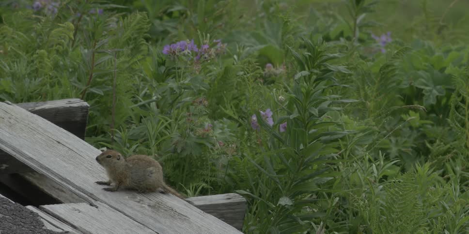 A ground squirrel sits on a wooden plank as plants blow in the wind