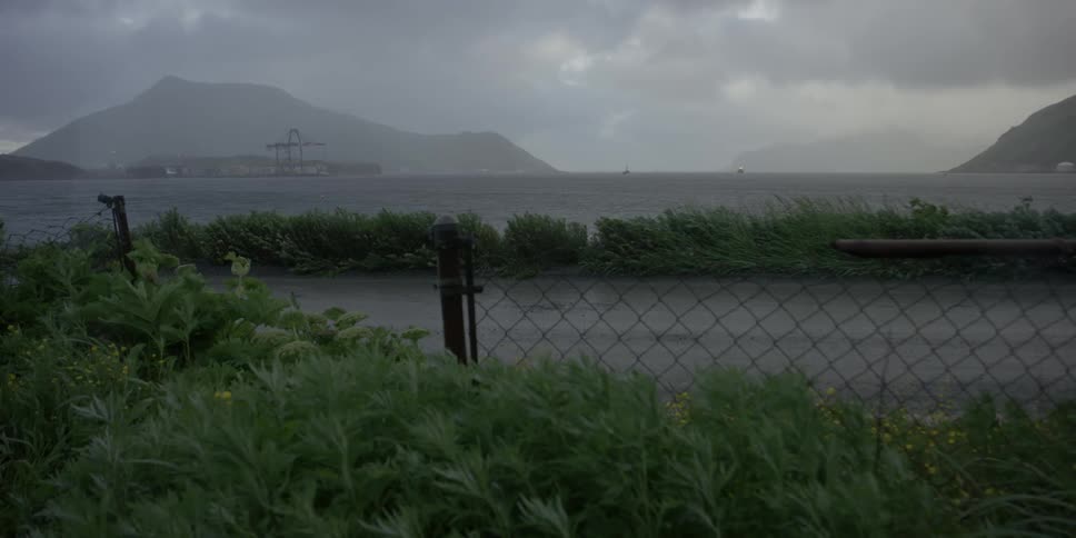Weeds blow in the wind near a body of water