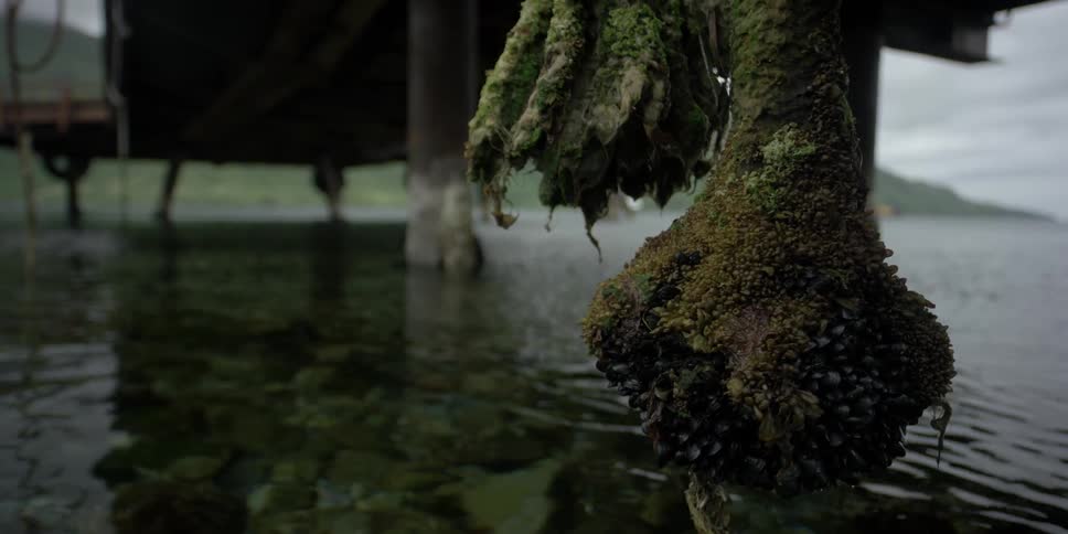 Seaweed covered ropes on a dock