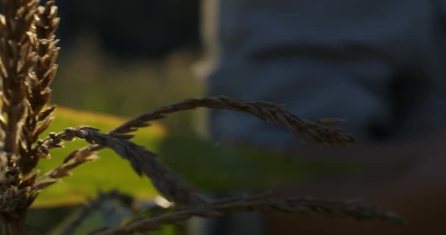 The grass is blowing in the wind