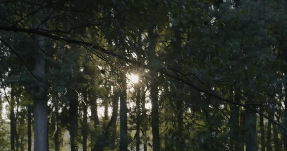 The woods are dense with the sun peeking in at the end