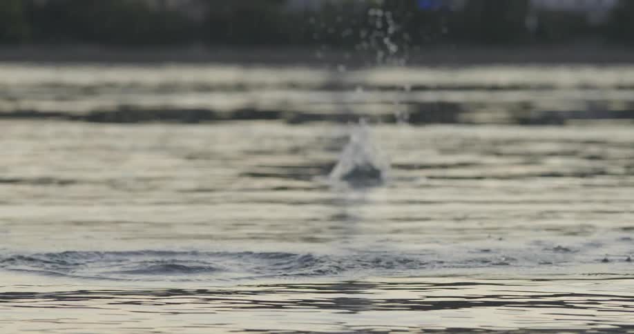 A rock is skipping across a lake and splashing during dusk