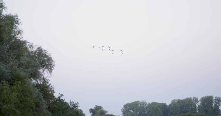 A small flock of birds flies over the trees