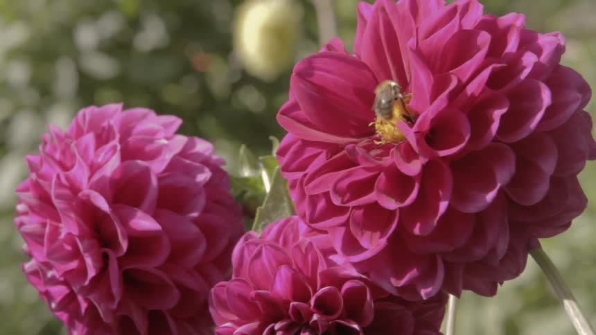 The bee is pollinating the flowers