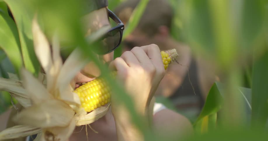 Man pretends to eat corn in a corn field