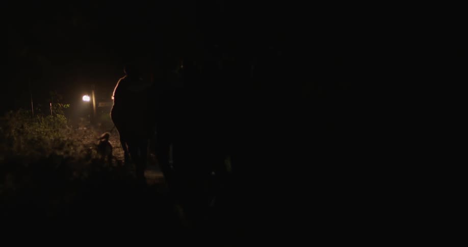 A group of friends and their dog walk towards a car at night