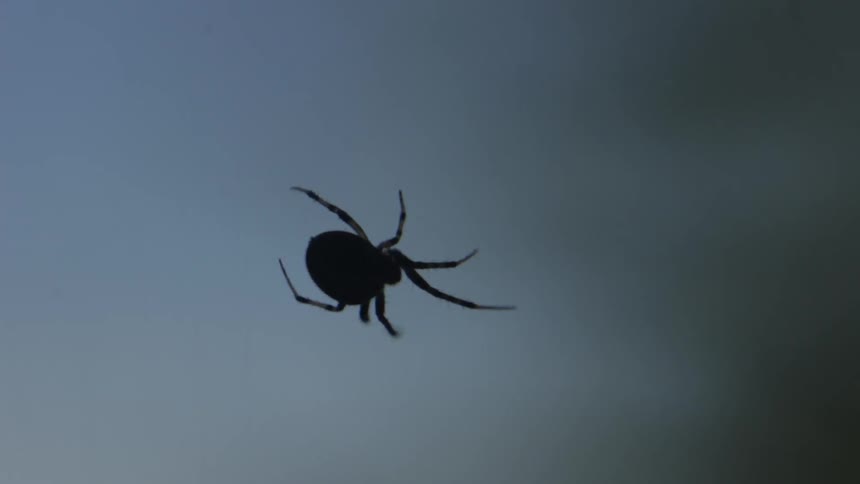 A spider repairing its web