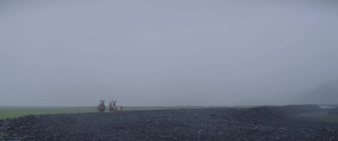 A group of sheep are standing still in a natural landscape on an overcast day
