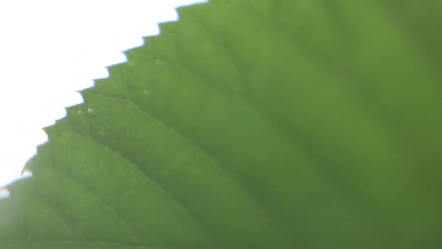 A leaf is trembling in the breeze during the day