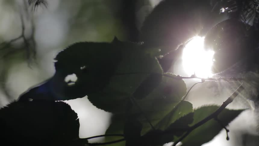 The sun shines on a tree branch and leaves