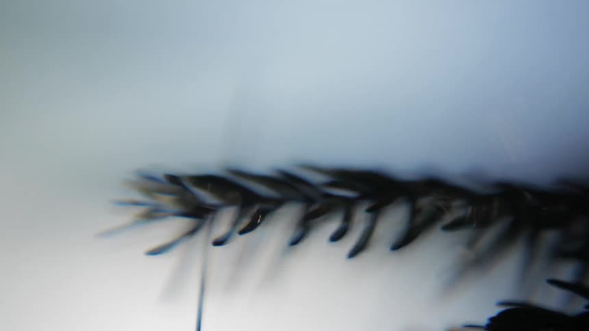 Condensation clings to the tips of pine needles
