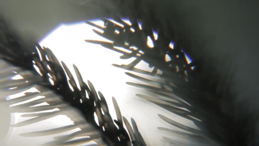 The branches move across the light