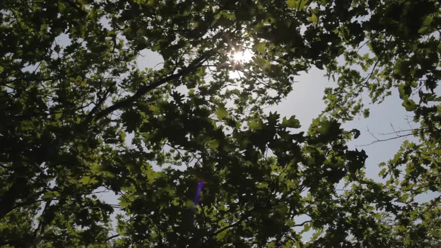 Sunlight shines through tree branches on a windy day