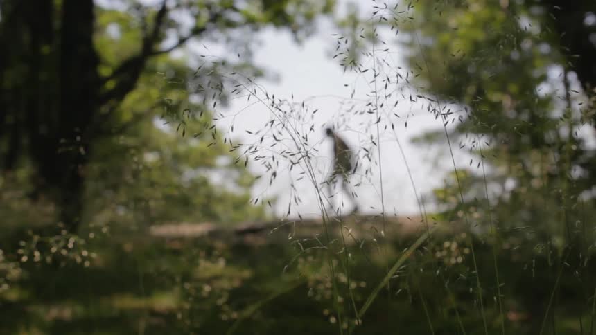 The wind is blowing the grass as someone walks past in the distance