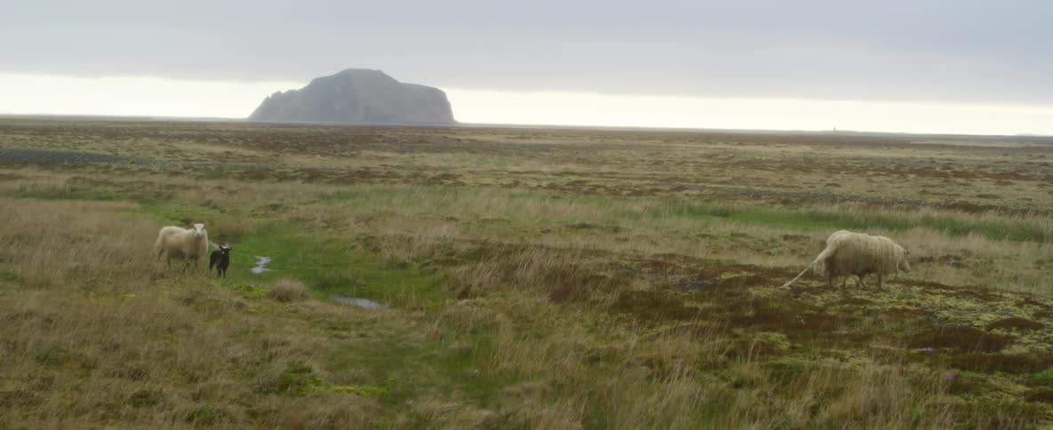 Sheep walk in a rural field