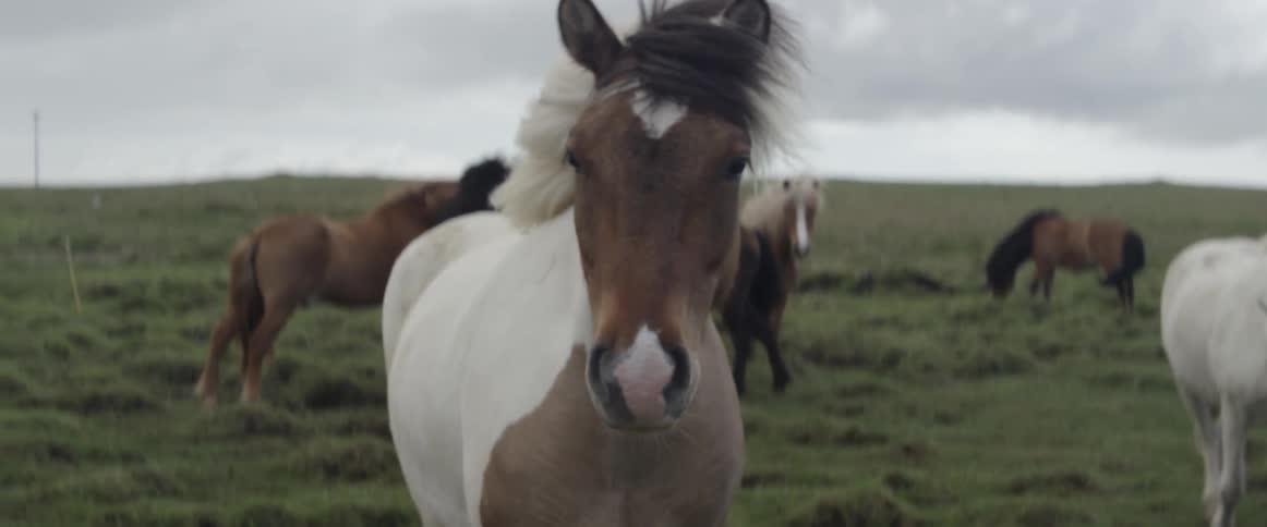 The horses stand on the windy field