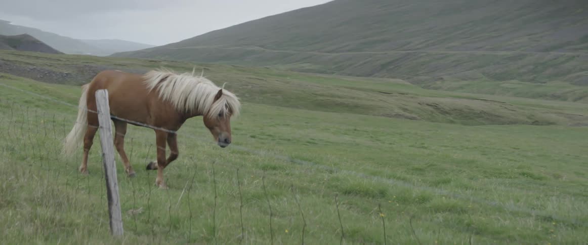 A horse walks past the fence in the grass