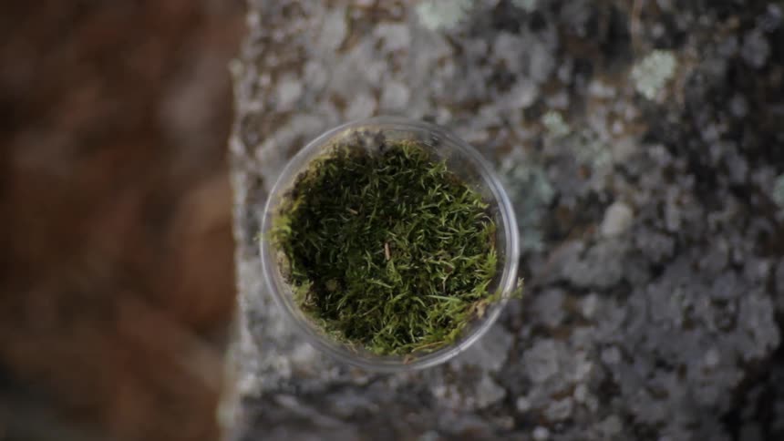 A container of grass is on the rock