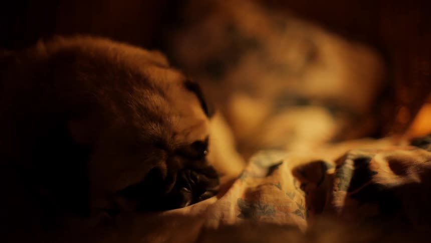 A sleeping pug wakes and lifts its head from a blanket