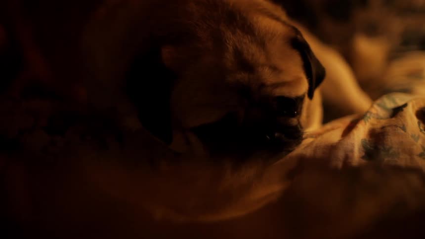 A pug is lying on a blanket