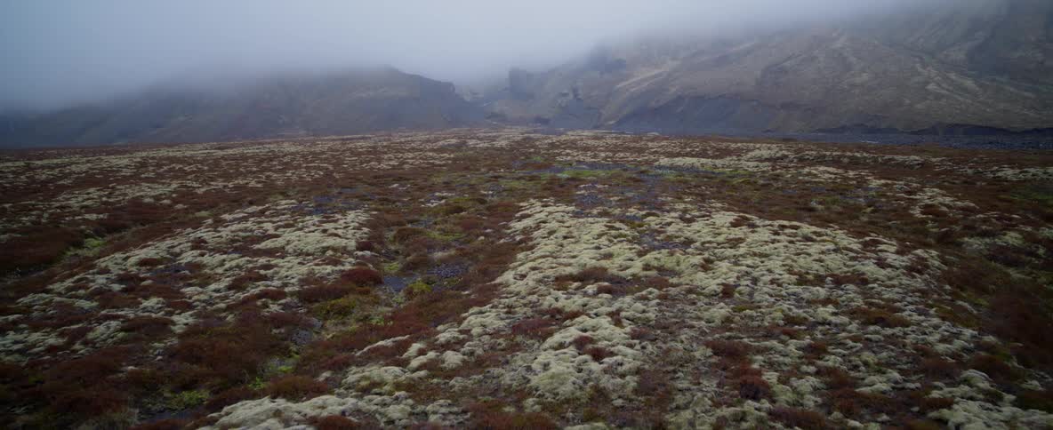 Lush vegetation leading to a mountain