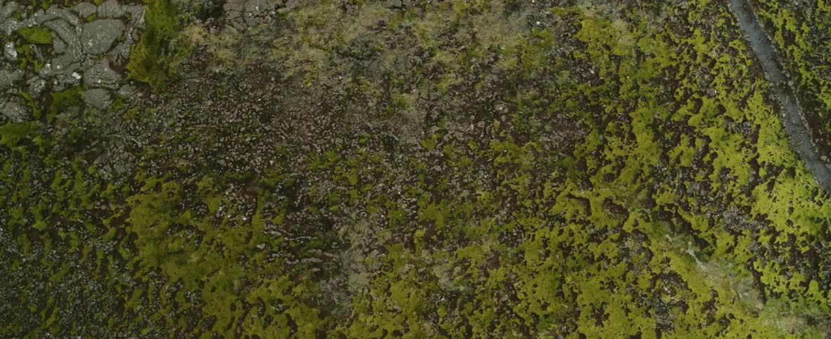 A green forest is seen from a drone very high up