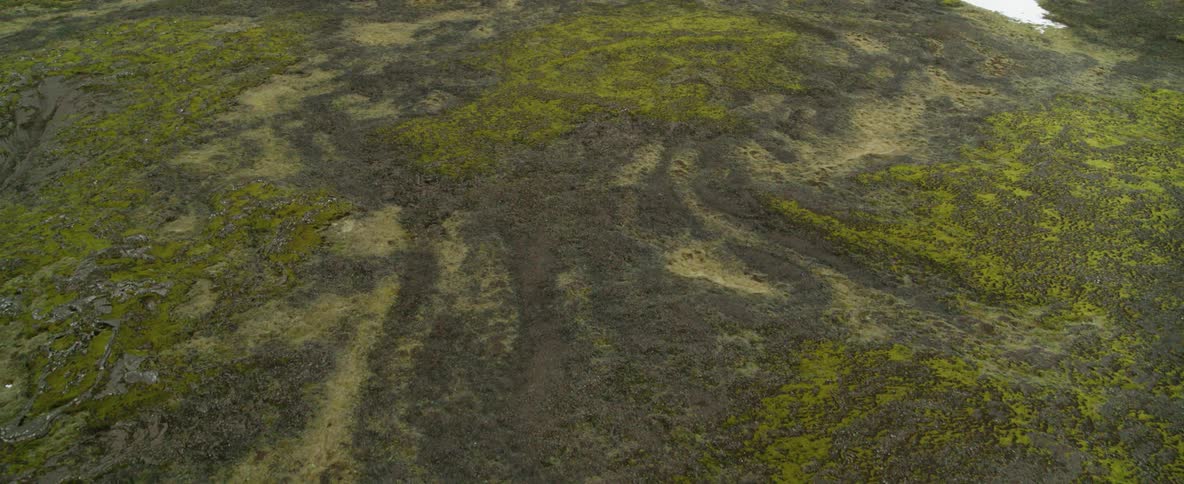 Grass and green vegetation cover a dirt landscape