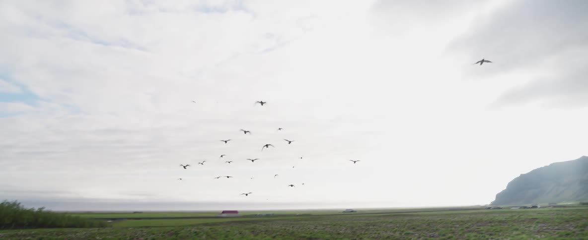 Birds fly close to the ground near the grassy shore
